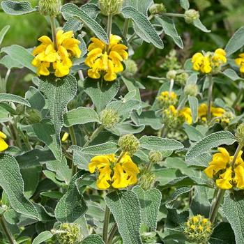 Phlomis fruticosa