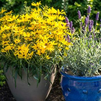 Helianthus salicifolius 'Autumn Gold' (219753)