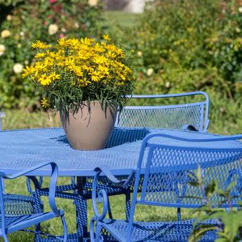 Helianthus salicifolius 'Autumn Gold' (219755)