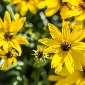 Helianthus salicifolius 'Autumn Gold' (219756)