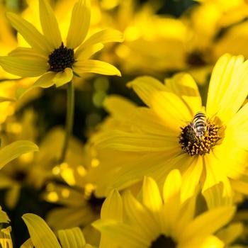 Helianthus salicifolius 'Autumn Gold' (219757)