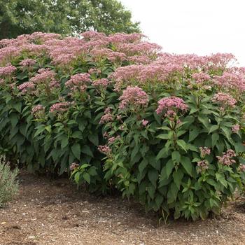 Eupatorium purpureum Euphoria™ 'Ruby' (219761)