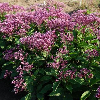 Eupatorium purpureum Euphoria™ 'Ruby' (219763)