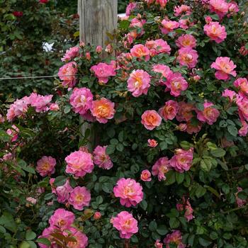 Rosa 'Fruity Petals™' (219764)