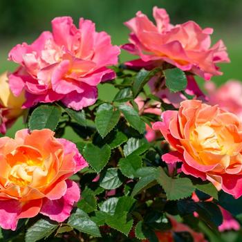 Rosa 'Fruity Petals™' (219765)