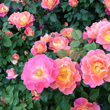 Rosa 'Fruity Petals™' (219767)