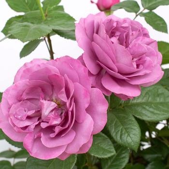 Rosa Sunbelt® 'Plum Perfect™' (219778)