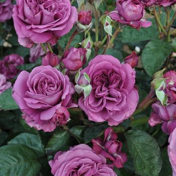 Rosa Sunbelt® 'Plum Perfect™' (219780)