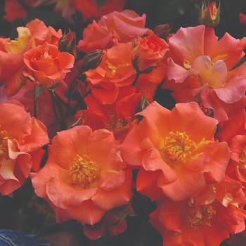 Rosa Kolorscape® 'Firecracker™' (219781)