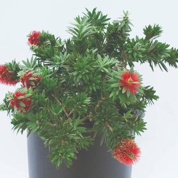 Callistemon viminalis 'Dragon Fire™' (219787)