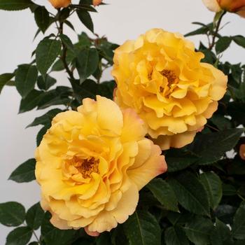 Rosa Eleganza® 'Sunny Sky™' (219791)