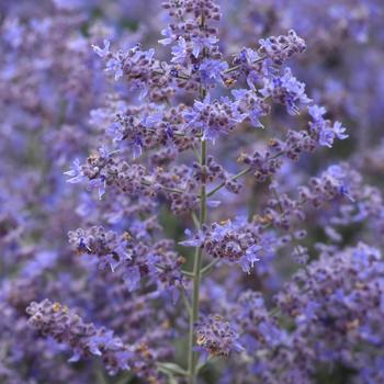 Perovskia atriplicifolia 'Bluesette' (219895)