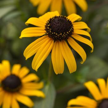 Rudbeckia fulgida var. sulivanttii 'Goldblitz' (219898)