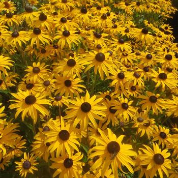 Rudbeckia fulgida var. sulivanttii 'Goldblitz' (219899)