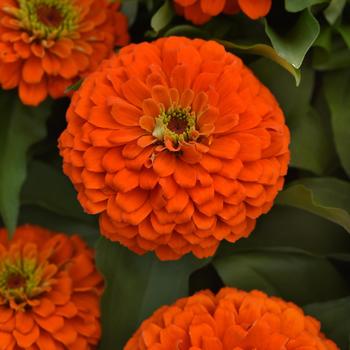 Zinnia elegans Zesty™ 'Orange' (219913)