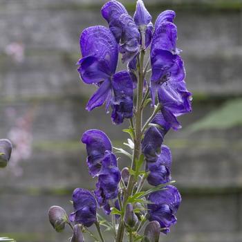 Aconitum napellus '' (219939)