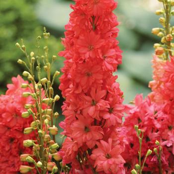 Delphinium 'Red Lark' (219943)