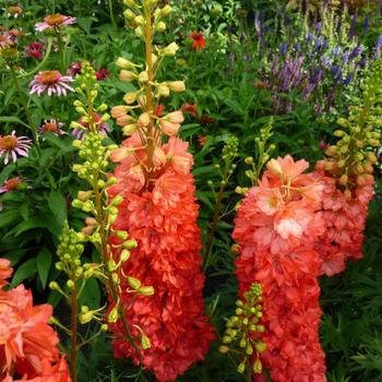 Delphinium 'Red Lark' (219944)