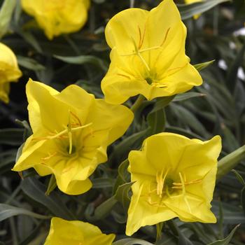 Oenothera missouriensis 'Evening Sun' (219949)