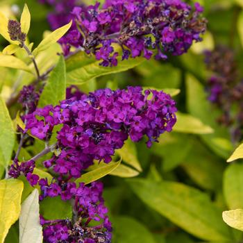 Buddleia 'Gold Drop' (219955)