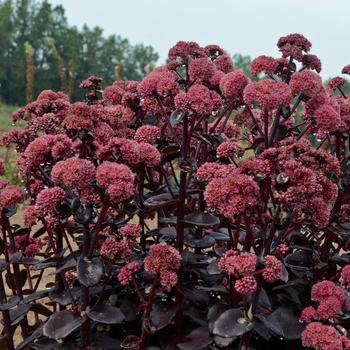 Sedum 'Night Embers' (220054)