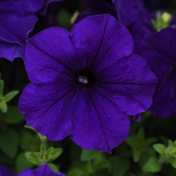 Petunia E3 Easy Wave® 'Blue' (220114)