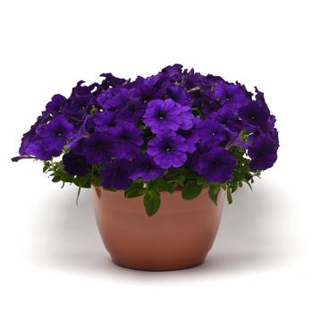 Petunia E3 Easy Wave® 'Blue' (220116)