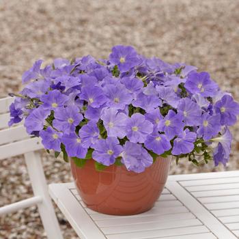 Petunia E3 Easy Wave® 'Blue Sky' (220118)