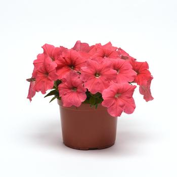 Petunia E3 Easy Wave® 'Coral' (220120)