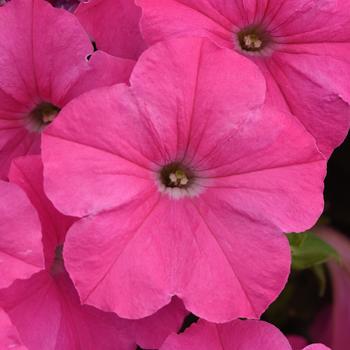 Petunia E3 Easy Wave® 'Pink' (220122)