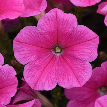 Petunia E3 Easy Wave® 'Pink Cosmo' (220125)