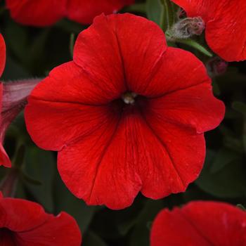 Petunia E3 Easy Wave® 'Red' (220130)