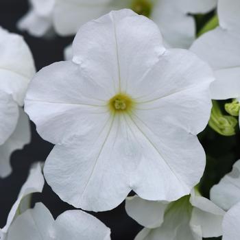 Petunia E3 Easy Wave® 'White' (220132)