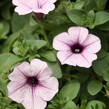 Petunia Surfinia® 'Blue Vein Improved' (220183)