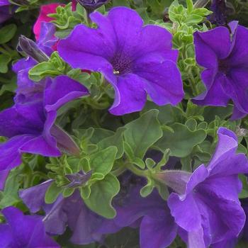 Petunia Surfinia® 'Giant Blue' (220185)