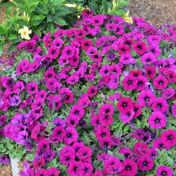 Petunia Surfinia® 'Heavenly Cabernet' (220194)