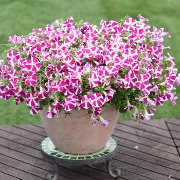 Petunia Surfinia® Trailing 'Purple Heart' (220203)