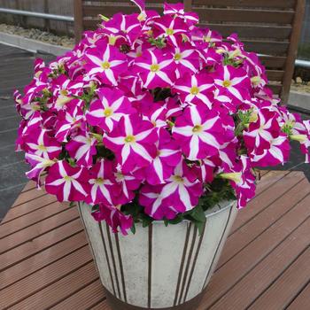 Petunia Surfinia® Trailing 'Purple Starshine' (220205)