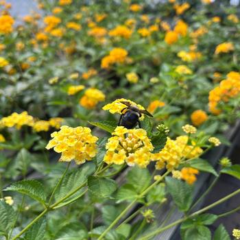 Lantana camara 'Chapel Hill Yellow' (220364)