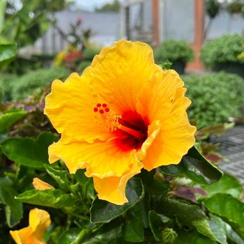 Hibiscus rosa-sinensis Tradewinds™ 'Island Wind' (220367)