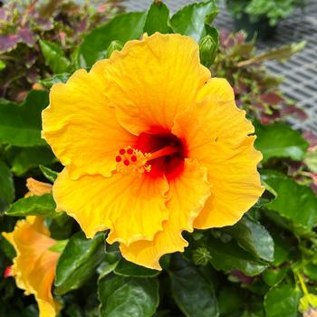 Hibiscus rosa-sinensis Tradewinds™ 'Island Wind' (220369)