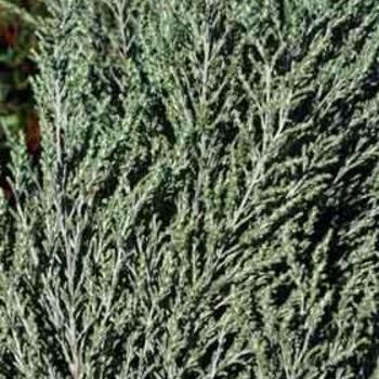 Ozothamnus hookeri 'Sussex Silver' 