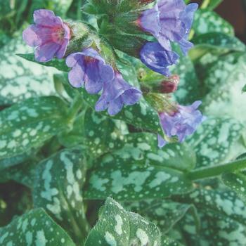 Pulmonaria saccharata 'Mrs Moon' (220472)