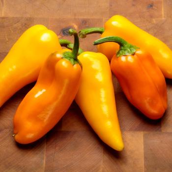 Capsicum annuum Pepper Pots™ 'Sugar Kick™' (220904)