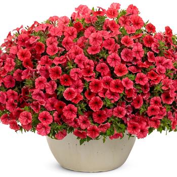 Petunia Supertunia Mini Vista® '' (220916)