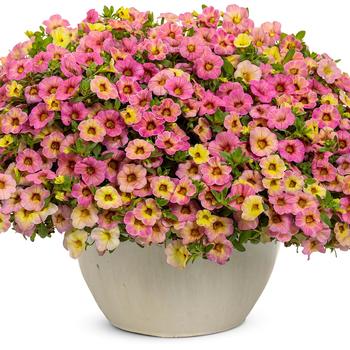 Calibrachoa Superbells® 'Prism™ Pink Lemonade' (220939)