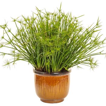 Cyperus prolifer Graceful Grasses® 'Queen Tut™' (220947)