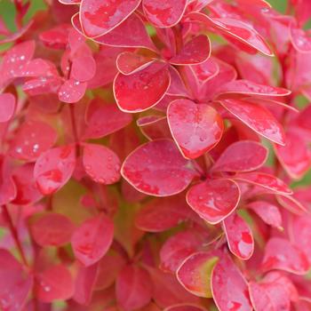 Berberis thunbergii 'Sunjoy Orange Pillar®' (221173)