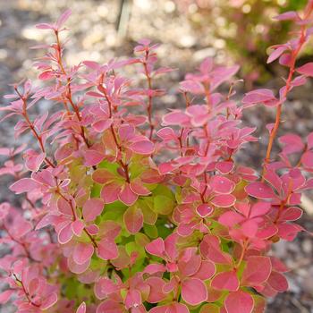 Berberis thunbergii 'Sunjoy Orange Pillar®' (221174)