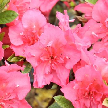 Rhododendron 'Perfecto Mundo Epic Coral®' (221179)